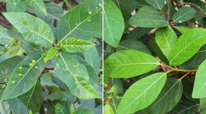 The Lucky Tree: A Natural Remedy for Optimal Health