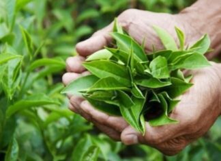 “Green Tea Rinse for Effective Hair Loss Prevention”