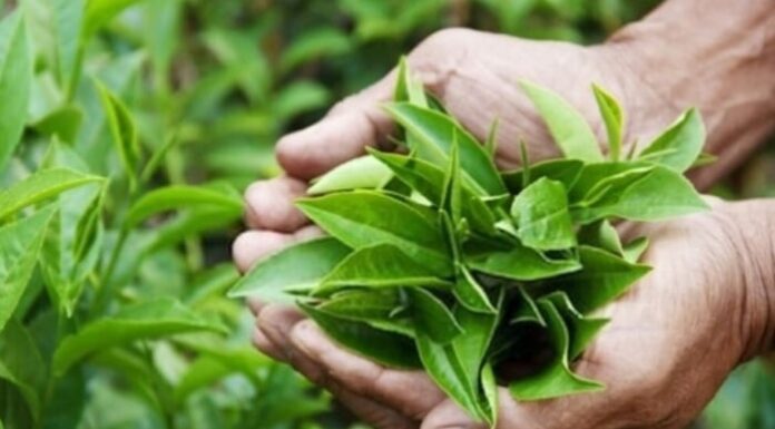 “Green Tea Rinse for Effective Hair Loss Prevention”