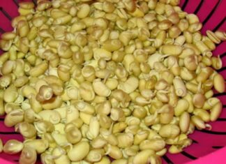 “The Ultimate Guide to Sprouting Soybeans at Home: A Simple, Step-by-Step Process”