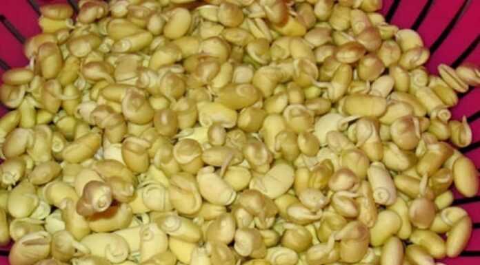 “The Ultimate Guide to Sprouting Soybeans at Home: A Simple, Step-by-Step Process”