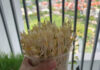12 Ingenious Ways to Grow Bean Sprouts at Home Using Everyday Items