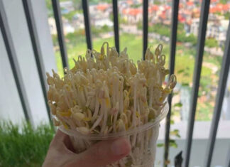 12 Ingenious Ways to Grow Bean Sprouts at Home Using Everyday Items