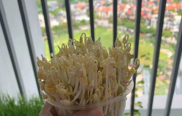 12 Ingenious Ways to Grow Bean Sprouts at Home Using Everyday Items