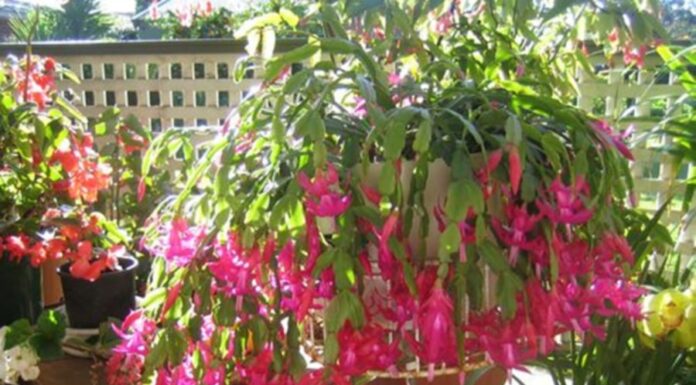 “The Secret to a Profusion of Crab Claw Orchid Blooms: 5 Simple Steps to a Spectacular Display”