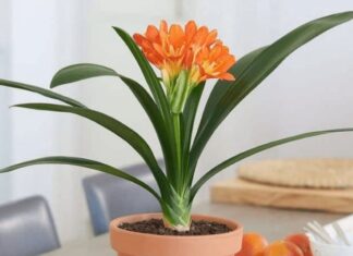 The Four Flowers That ‘Sleep’ in Summer, ‘Awaken’ in Autumn and Bloom Brilliantly in Winter