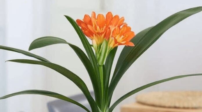 The Four Flowers That ‘Sleep’ in Summer, ‘Awaken’ in Autumn and Bloom Brilliantly in Winter