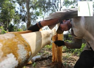 The Magical Bark: A Wonder Spice and Healer.