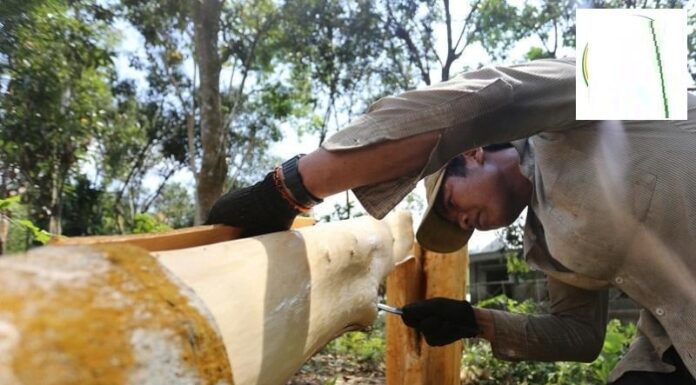 The Magical Bark: A Wonder Spice and Healer.