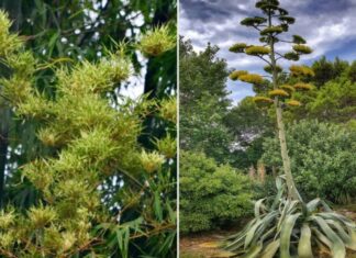 The Four Trees of Bad Omen: A Warning of Impending Financial Loss