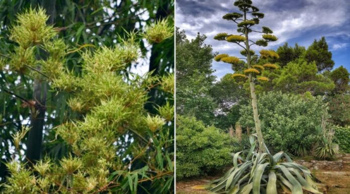 The Four Trees of Bad Omen: A Warning of Impending Financial Loss