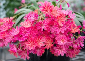 The Easiest Plant to Grow: A Fragrant, Flowering Beauty with Stunning Foliage