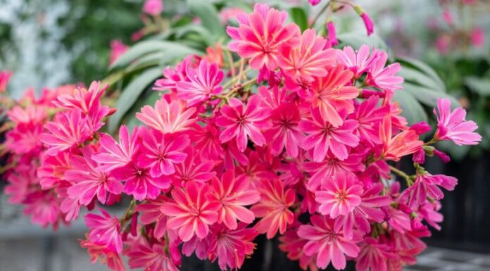 The Easiest Plant to Grow: A Fragrant, Flowering Beauty with Stunning Foliage