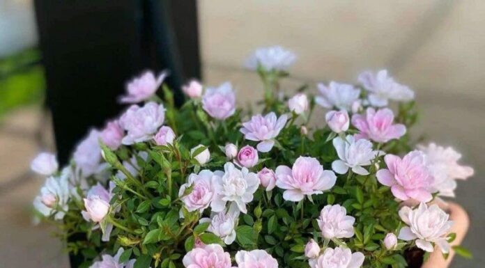 The Ultimate Blooming Companion: A Year-Round Delight.