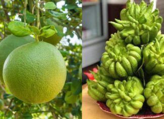 The Fruit Offering: Ancestral Blessings and Fortune with Nature’s Sweet Eight on the Full Moon Night