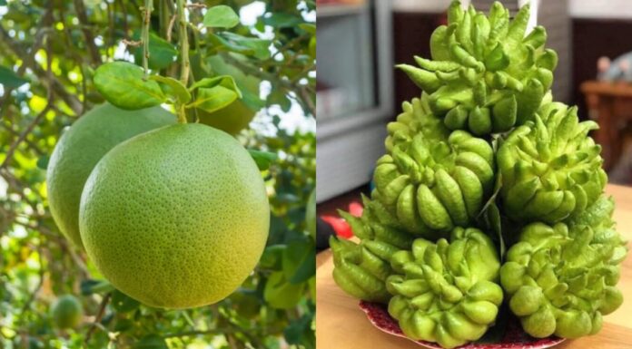 The Fruit Offering: Ancestral Blessings and Fortune with Nature’s Sweet Eight on the Full Moon Night
