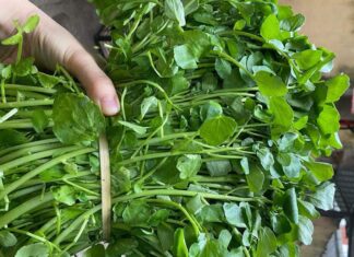 The Ultimate Superfood: Unlocking the Power of Nature’s Humble Vegetable for Radiant Skin and Optimal Health.