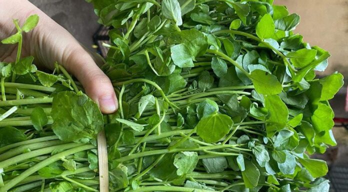 The Ultimate Superfood: Unlocking the Power of Nature’s Humble Vegetable for Radiant Skin and Optimal Health.