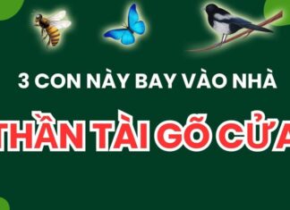 The Three Lucky Animals: Ushering Good Fortune into Your Home, Don’t Shoo Them Away