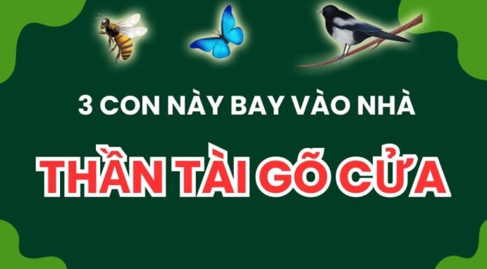 The Three Lucky Animals: Ushering Good Fortune into Your Home, Don’t Shoo Them Away