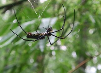 The Heavenly Gift: A Tasty Treat from Nature, Now a Delicacy with a Unique Flavor, 300,000 VND/kg