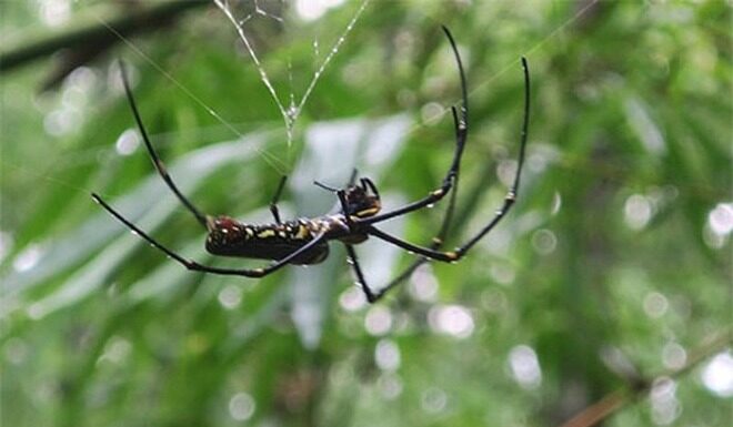The Heavenly Gift: A Tasty Treat from Nature, Now a Delicacy with a Unique Flavor, 300,000 VND/kg