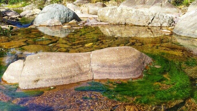 The Heavenly Find: Locals Discover ‘Lucky Charms’ on River Rocks, Now a Delicacy with a Unique Flavor Profile