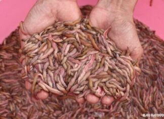 A Midnight Windfall: How Loc Troi Became a Delicacy with an Unusual Flavor