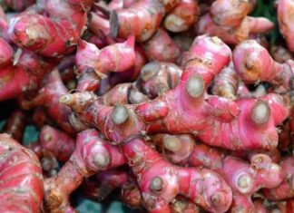 The Golden Root: Unlocking a Healthy Stomach and Effective Cancer Prevention