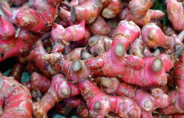 The Golden Root: Unlocking a Healthy Stomach and Effective Cancer Prevention