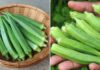 The Ultimate Guide to Perfectly Boiled Snow Peas: A Crisp, Green Delight