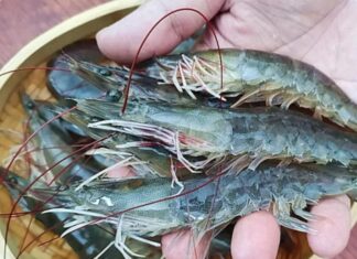 The Secret to Perfectly Cooked Shrimp: A Master Chef’s Guide