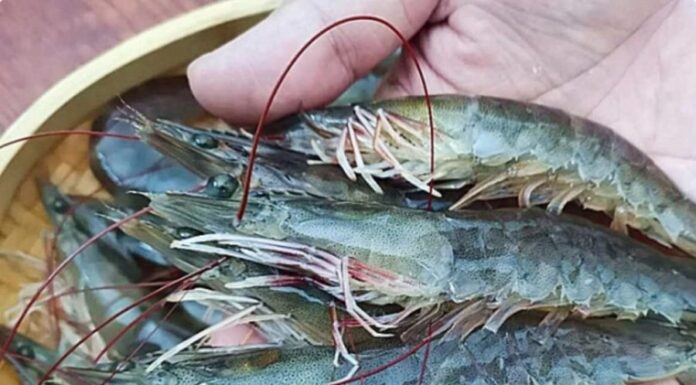 The Secret to Perfectly Cooked Shrimp: A Master Chef’s Guide