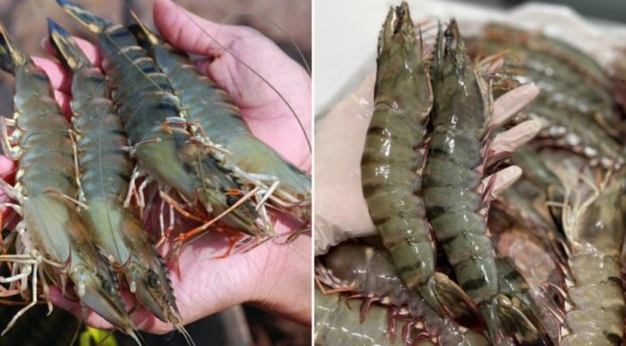 The Ultimate Guide to Boiling Shrimp: Achieving Succulent Sweetness and a Vibrant Red Hue