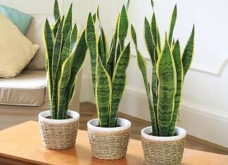 The Foliage of Fury: When Greenery Goes Awry – A Tale of Tiger Tongue’s Treacherous Tendencies.