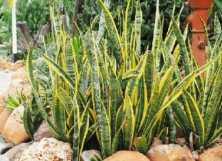 The Ancestors’ Wisdom: “4 Golden and Silver-Leafed Plants: A Recipe for Prosperity”