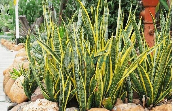 The Ancestors’ Wisdom: “4 Golden and Silver-Leafed Plants: A Recipe for Prosperity”