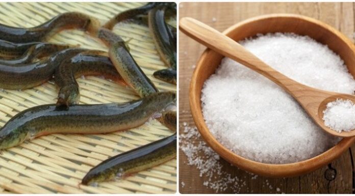 The Ultimate Guide to Preparing Eel and Catfish: A Step-by-Step Approach to Removing the Slime.