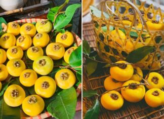 The Captivating Aroma of the Fruit: Why It’s Best to Just Smell and Not Consume