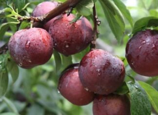 The Ultimate Guide to Buying Early-Season Apricots: A Step-by-Step to Picking the Perfect Fruit