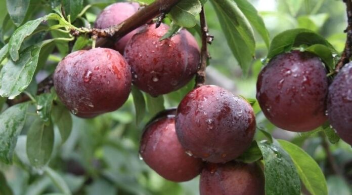 The Ultimate Guide to Buying Early-Season Apricots: A Step-by-Step to Picking the Perfect Fruit