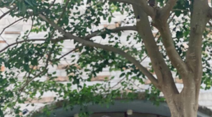 The Ultimate Guide to Storing Lotus Seeds: Keep Them Golden and Fresh All Year Round