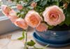 The Secret to Vibrant Roses: Unveiling the 2 Essential ‘Miracle Workers’ You Need to Know About