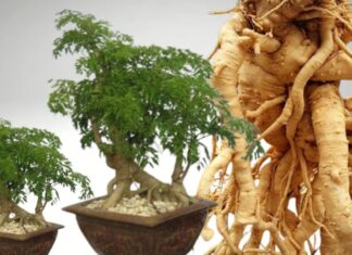 “The Ultimate Guide to Eleuthero: Unlocking the Secrets of This Ancient Herb”