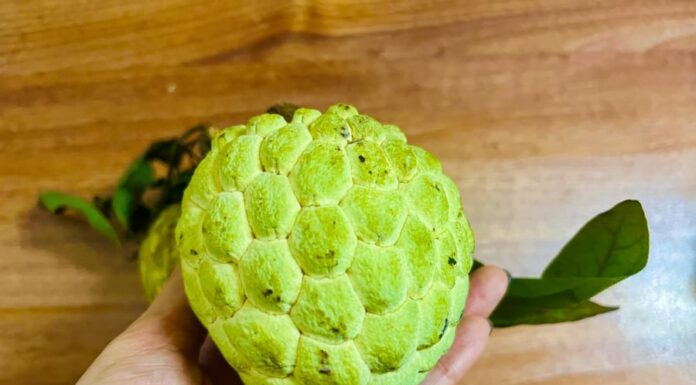 The Ultimate Guide to Picking Tree-Ripened, Juicy, and Sweet Persimmons