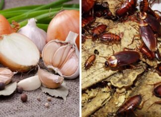 The Ultimate Pest Solution: A Natural, Effective, and Affordable Way to Get Rid of Cockroaches for Good