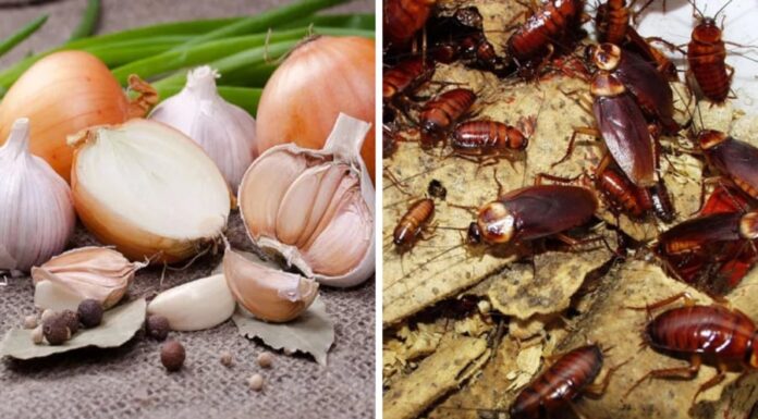 The Ultimate Pest Solution: A Natural, Effective, and Affordable Way to Get Rid of Cockroaches for Good