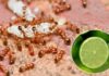 8 Surefire Ways to Get Rid of Ants for Good