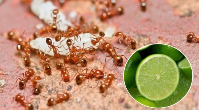 8 Surefire Ways to Get Rid of Ants for Good