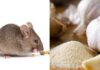 The Ultimate Guide to Getting Rid of Mice Without Resorting to Chemicals